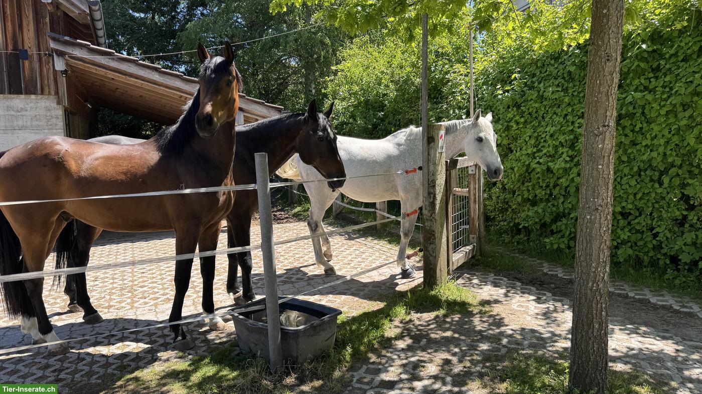 Bild 5: Offenstallplatz frei in 9112 Schachen bei Herisau