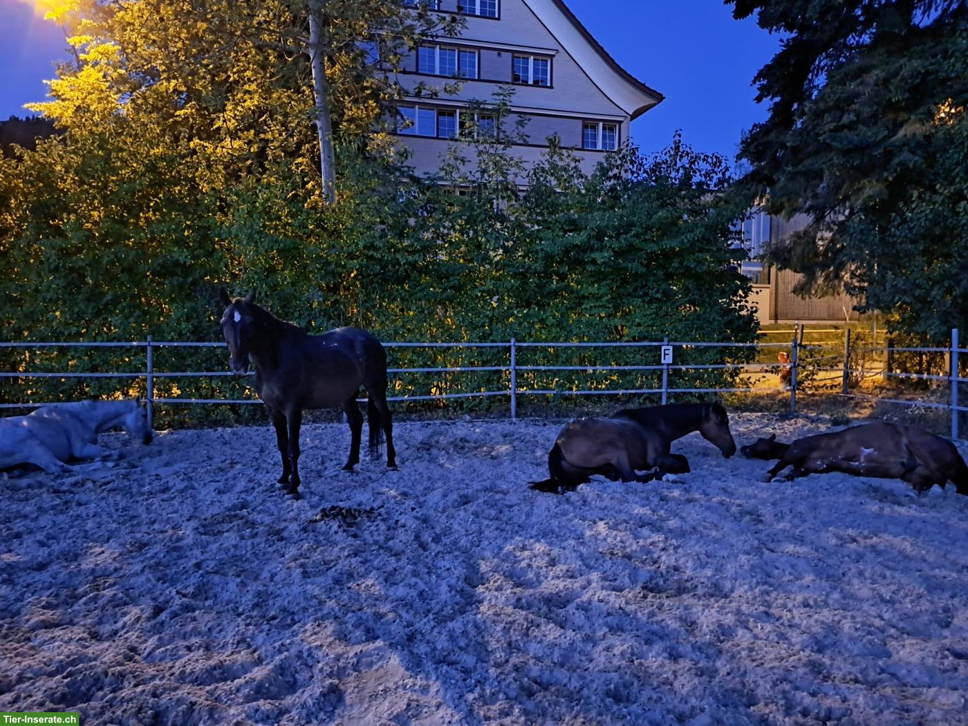 Bild 7: Offenstallplatz frei in 9112 Schachen bei Herisau