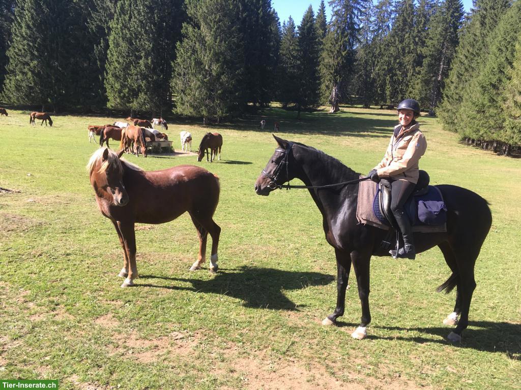 Reitbeteiligung Nähe Waldkirch SG, 2x pro Woche