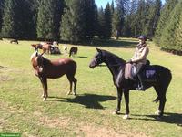 Reitbeteiligung Nähe Waldkirch SG, 2x pro Woche
