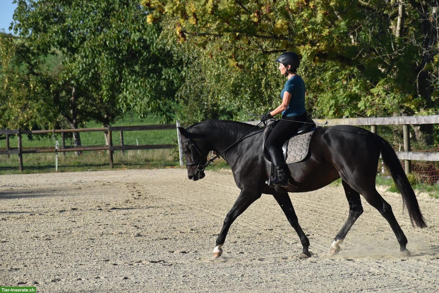 Bild 4: Biete Reitbeteiligung Nähe Waldkirch SG, 2x pro Woche