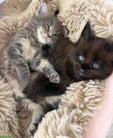 Süsse gesunde Maine Coon Kitten, Blue & Black