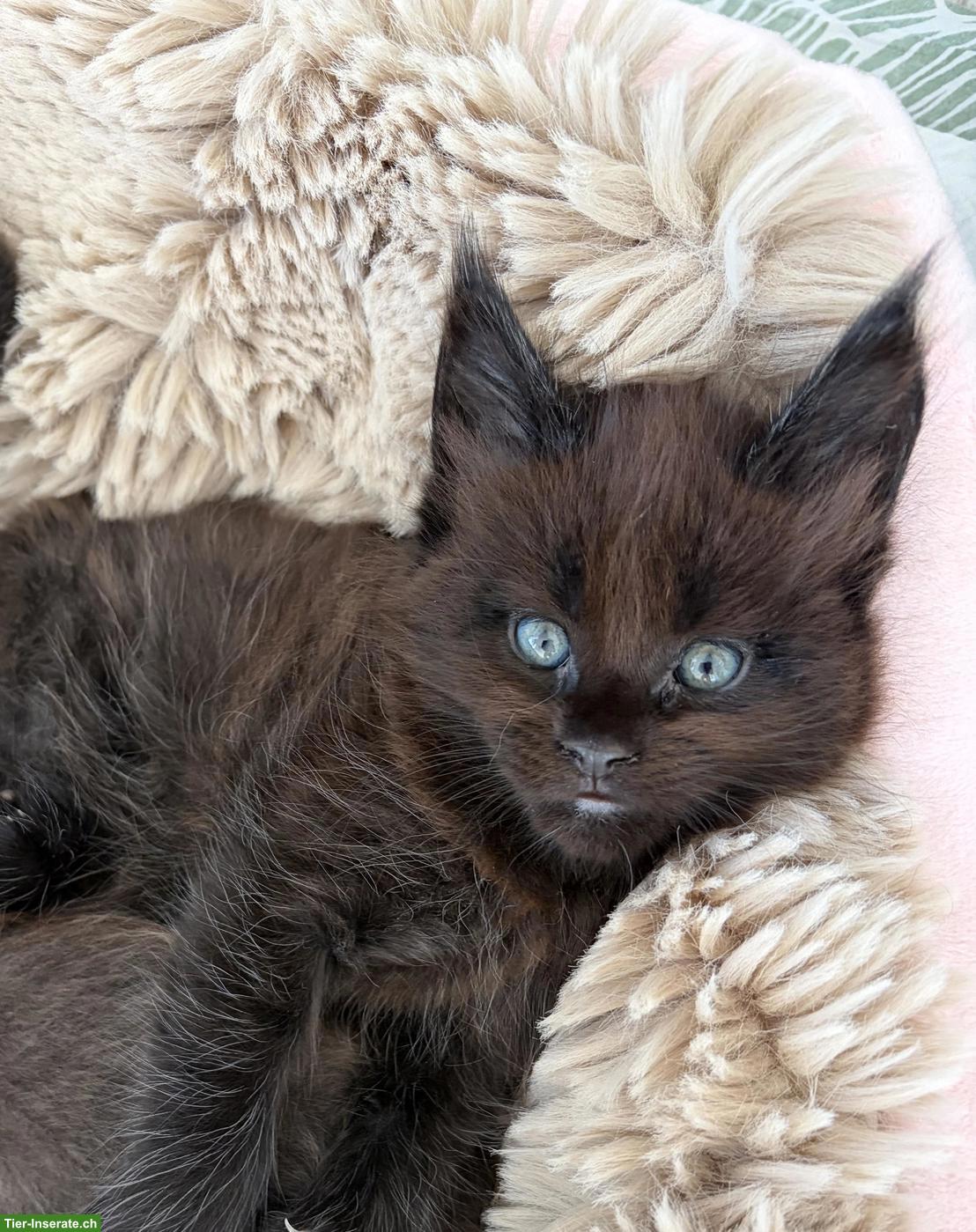 Bild 3: Süsse gesunde Maine Coon Kitten, Blue & Black