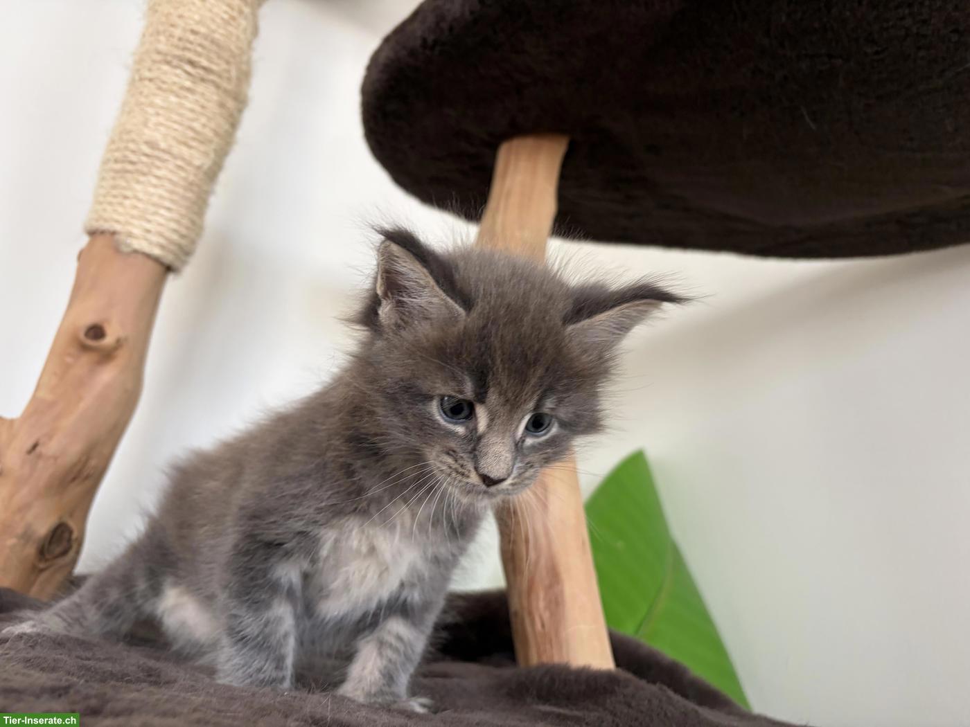 Bild 4: Süsse gesunde Maine Coon Kitten, Blue & Black