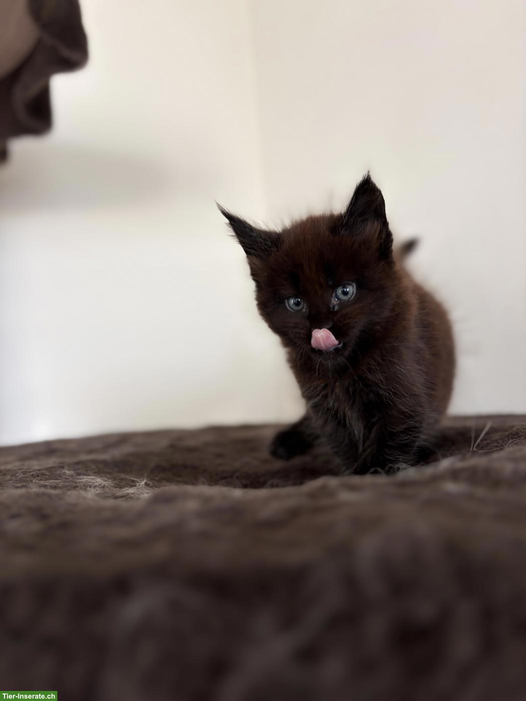 Bild 5: Süsse gesunde Maine Coon Kitten, Blue & Black