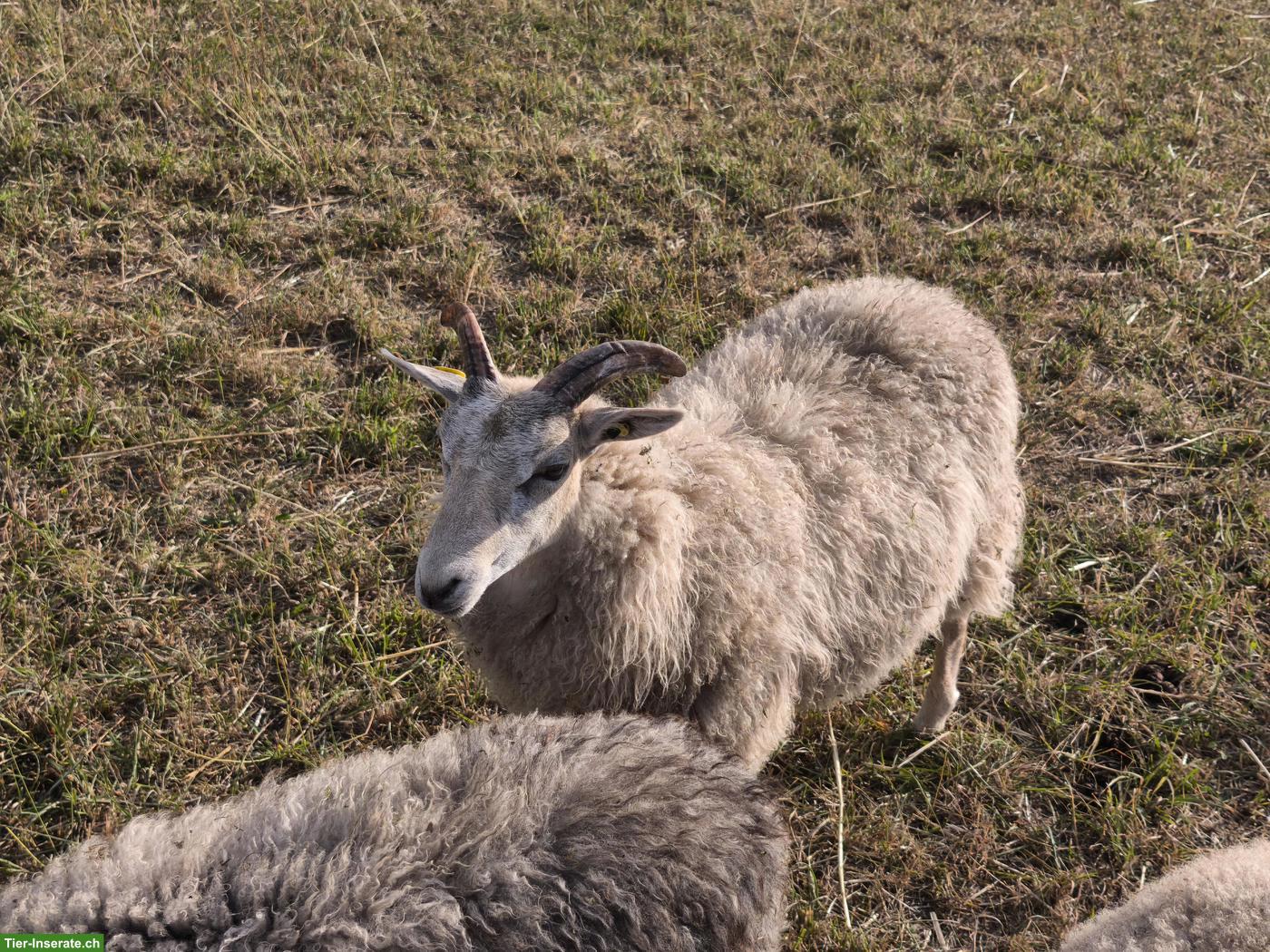 Guteschaf / Gehörntes Gotlandschaf zu verkaufen
