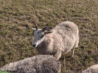 Guteschaf / Gehörntes Gotlandschaf zu verkaufen