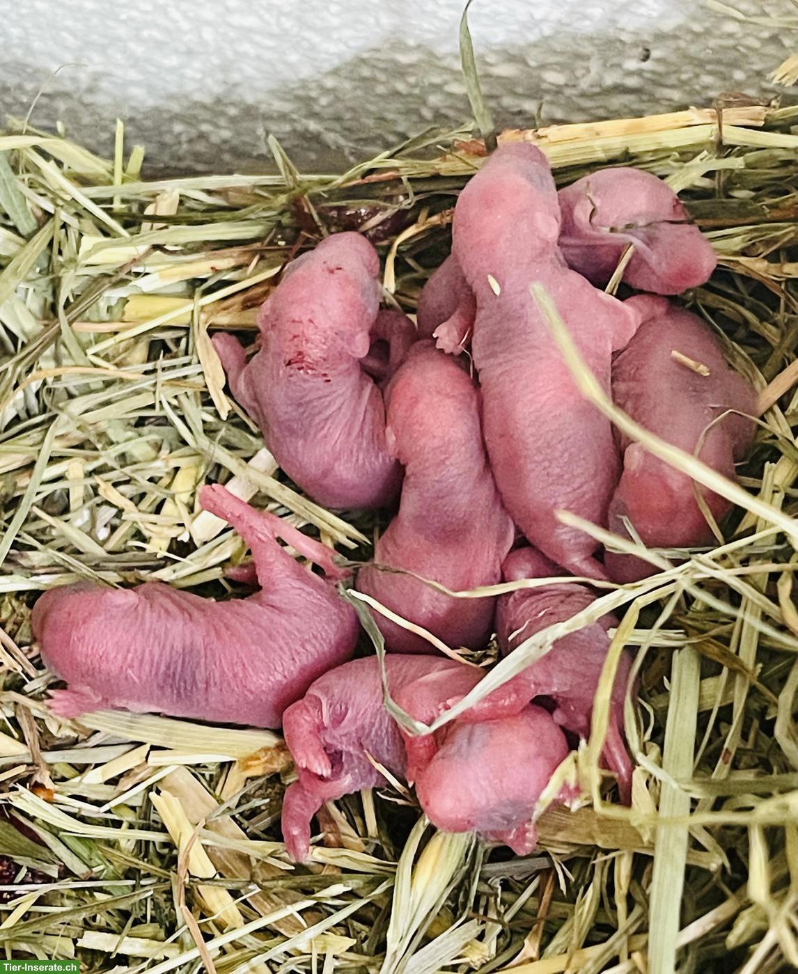 Junge Persischen Rennmäuse, letzter Wurf