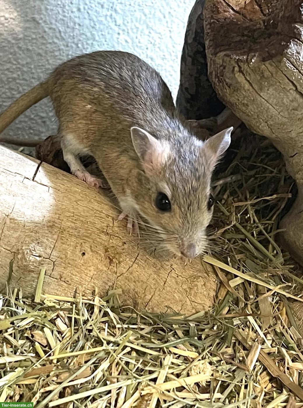 Bild 3: Junge Persischen Rennmäuse, letzter Wurf