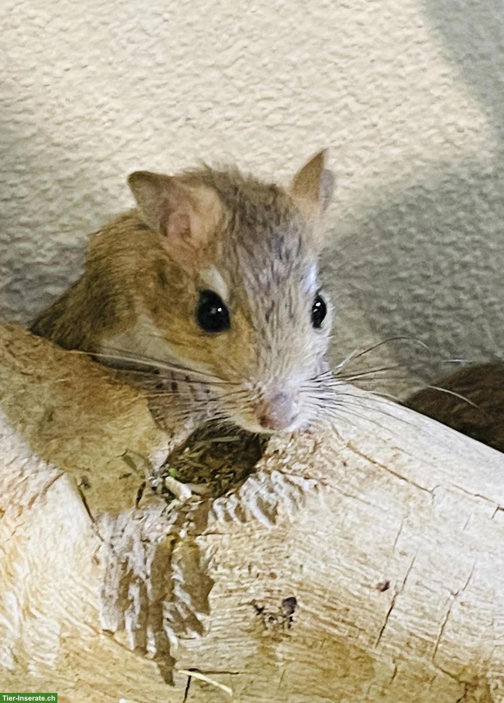 Bild 4: Junge Persischen Rennmäuse, letzter Wurf