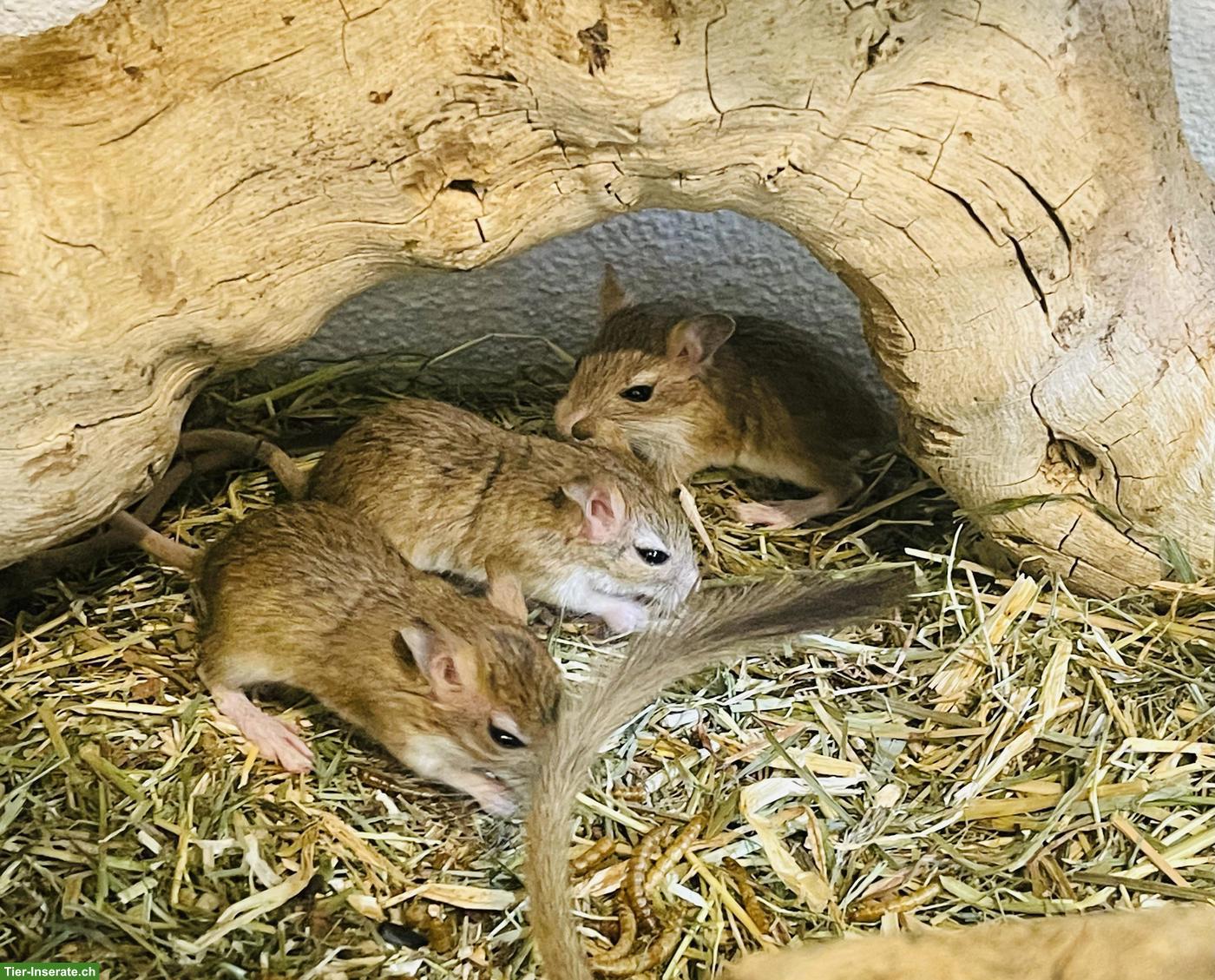 Bild 5: Junge Persischen Rennmäuse, letzter Wurf