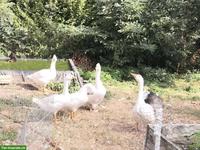 3 junge weisse Gänse