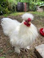 Zwergseidenhuhn Junghähne