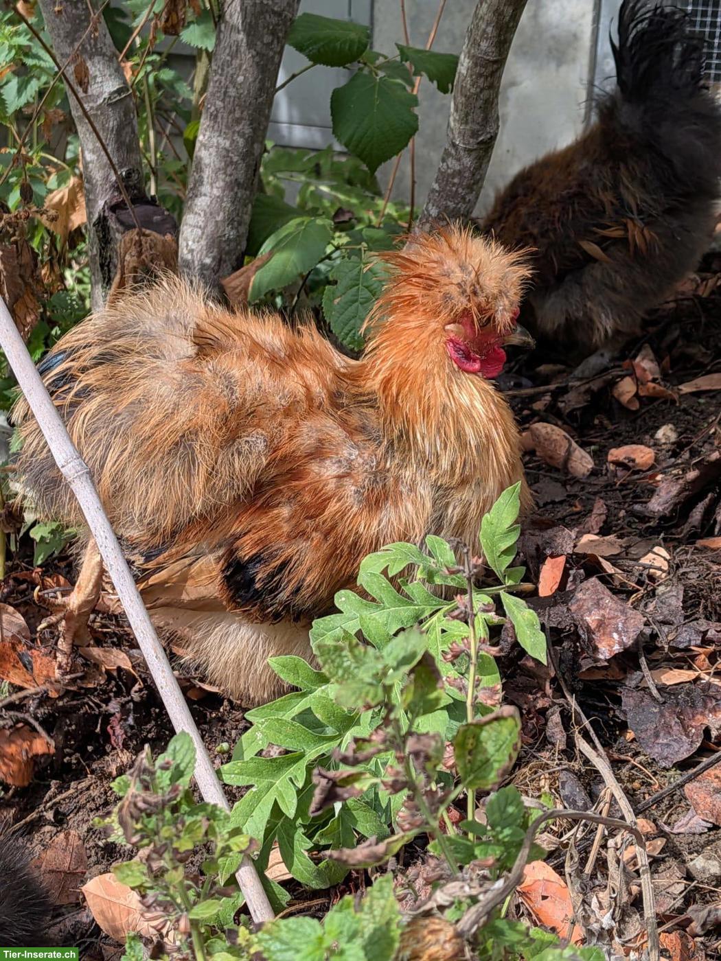 Bild 2: Zwergseidenhuhn Junghähne