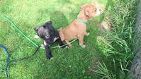 Wunderschöne American Staffordshire Terrier Welpen