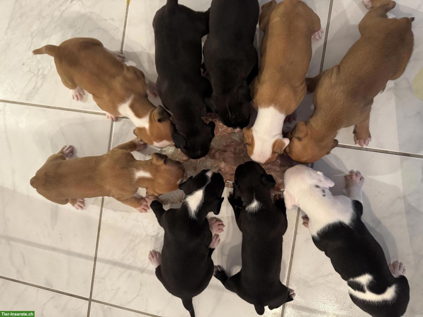 Bild 10: Wunderschöne American Staffordshire Terrier Welpen