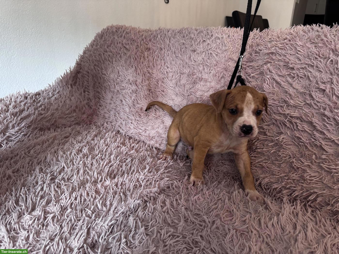 Bild 2: Wunderschöne American Staffordshire Terrier Welpen