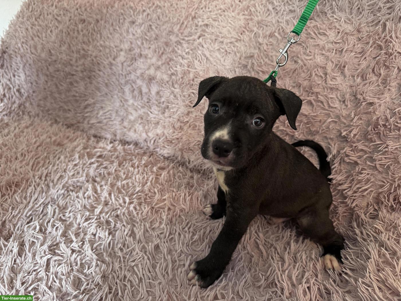Bild 3: Wunderschöne American Staffordshire Terrier Welpen