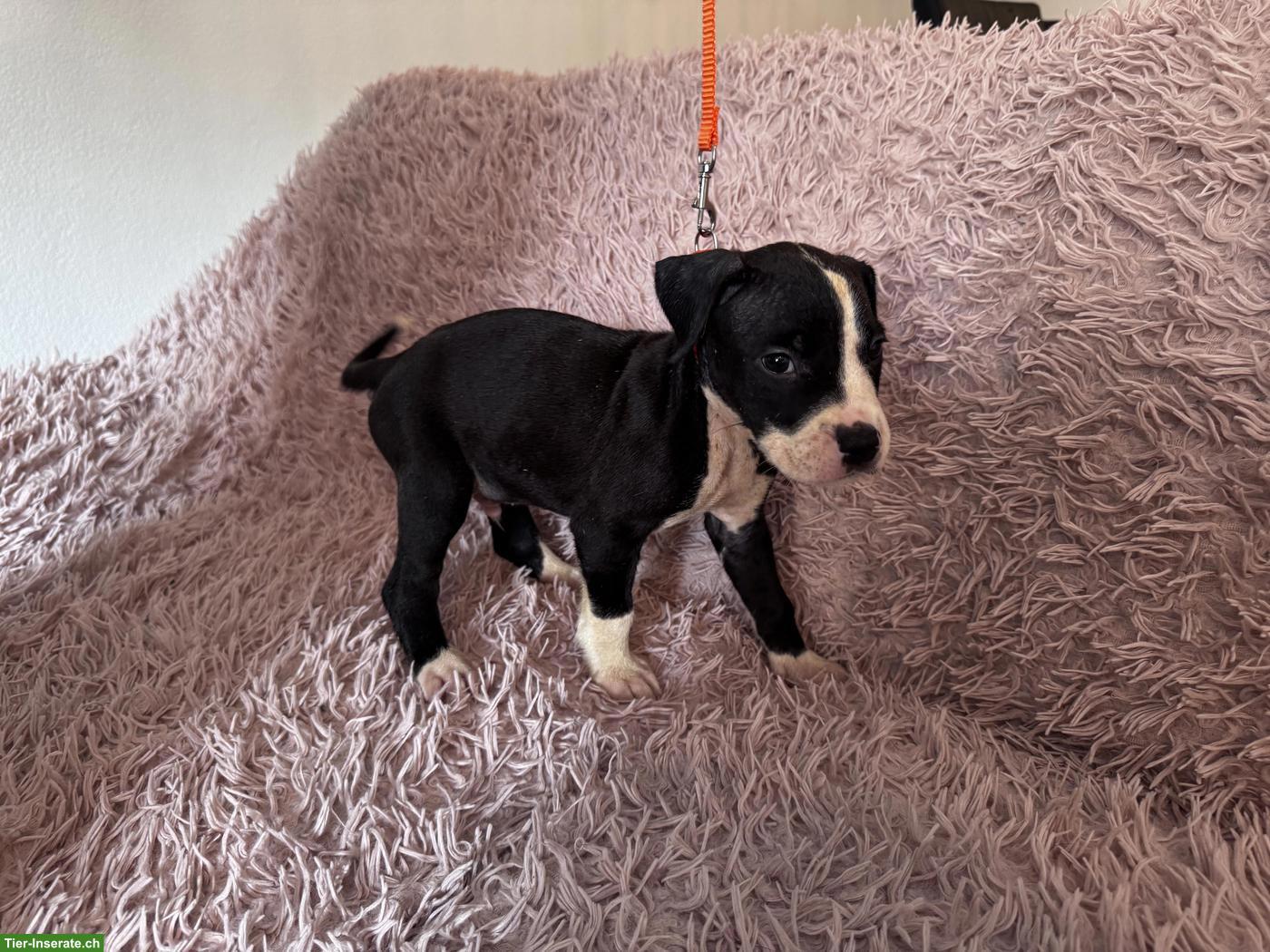 Bild 4: Wunderschöne American Staffordshire Terrier Welpen