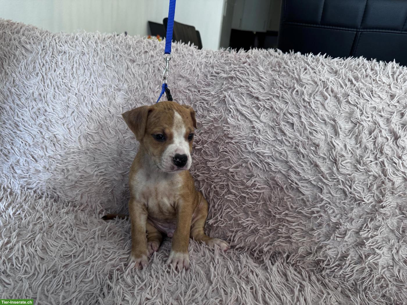 Bild 6: Wunderschöne American Staffordshire Terrier Welpen