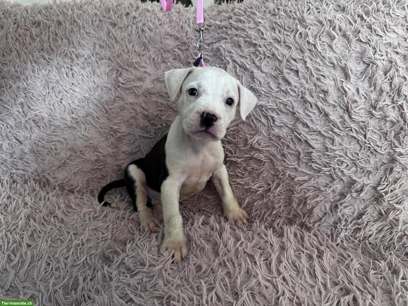 Bild 7: Wunderschöne American Staffordshire Terrier Welpen