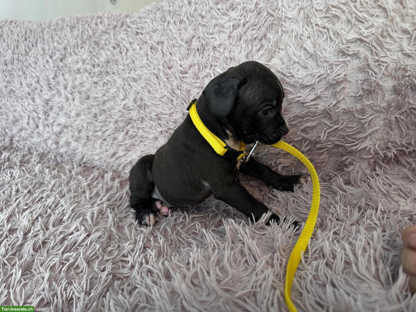 Bild 8: Wunderschöne American Staffordshire Terrier Welpen