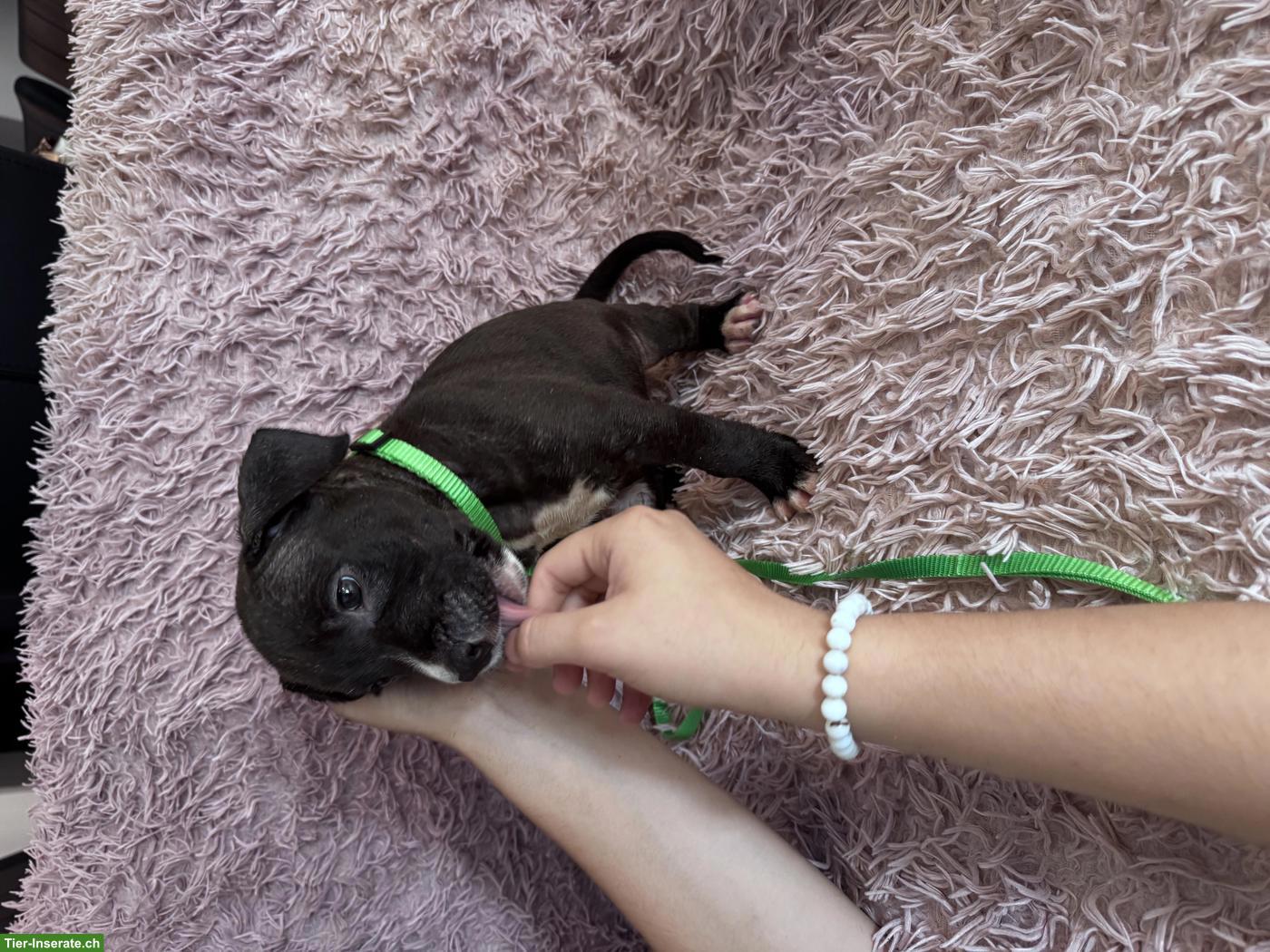 Bild 9: Wunderschöne American Staffordshire Terrier Welpen