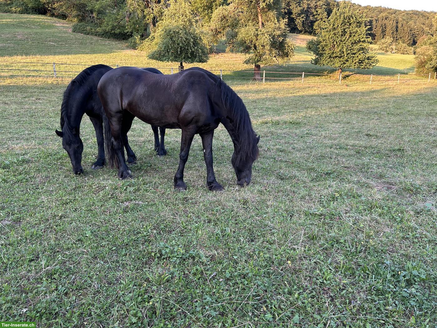 Spazier-/Reitbeteiligung auf 2 Stuten in Ebertswil ZH