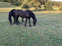 Spazier-/Reitbeteiligung auf 2 Stuten in Ebertswil ZH