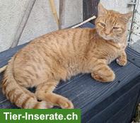 Bild 2: Kater Rambo, 13-jährig, sucht ein Zuhause in Wohnungshaltung