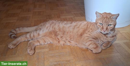 Bild 3: Kater Rambo, 13-jährig, sucht ein Zuhause in Wohnungshaltung