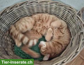 Bild 4: Kater Rambo, 13-jährig, sucht ein Zuhause in Wohnungshaltung