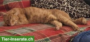 Bild 5: Kater Rambo, 13-jährig, sucht ein Zuhause in Wohnungshaltung