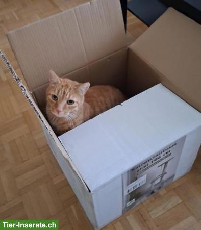 Bild 6: Kater Rambo, 13-jährig, sucht ein Zuhause in Wohnungshaltung