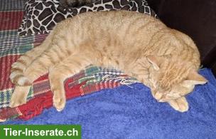 Bild 7: Kater Rambo, 13-jährig, sucht ein Zuhause in Wohnungshaltung