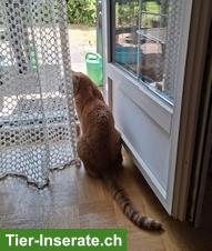 Bild 8: Kater Rambo, 13-jährig, sucht ein Zuhause in Wohnungshaltung