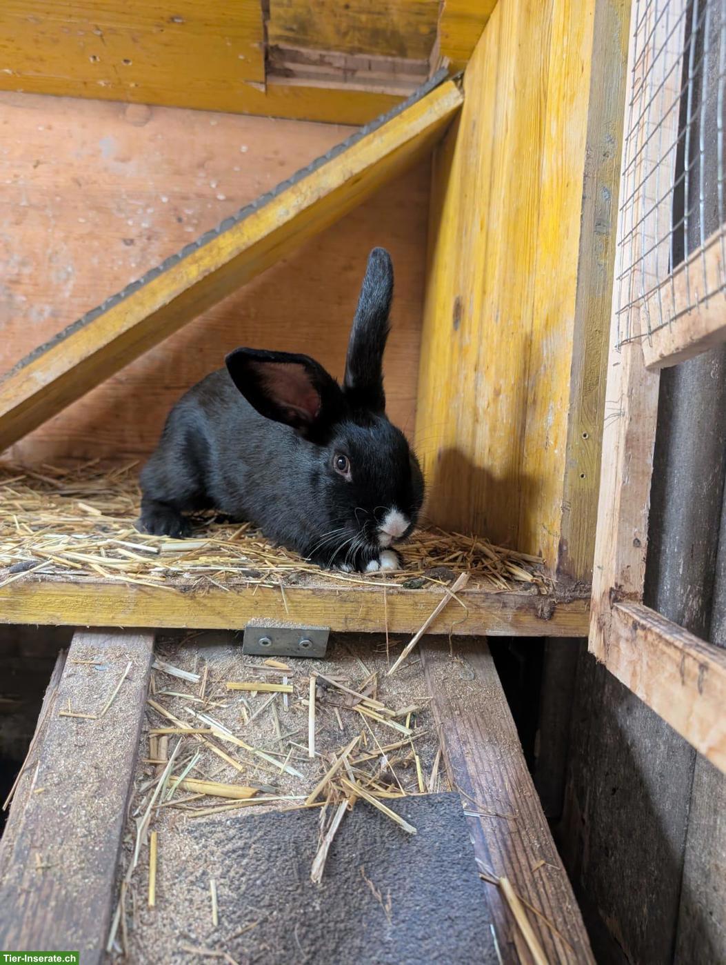 Tolle Kaninchen-Böcke gratis abzugeben