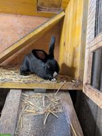 Tolle Kaninchen-Böcke gratis abzugeben