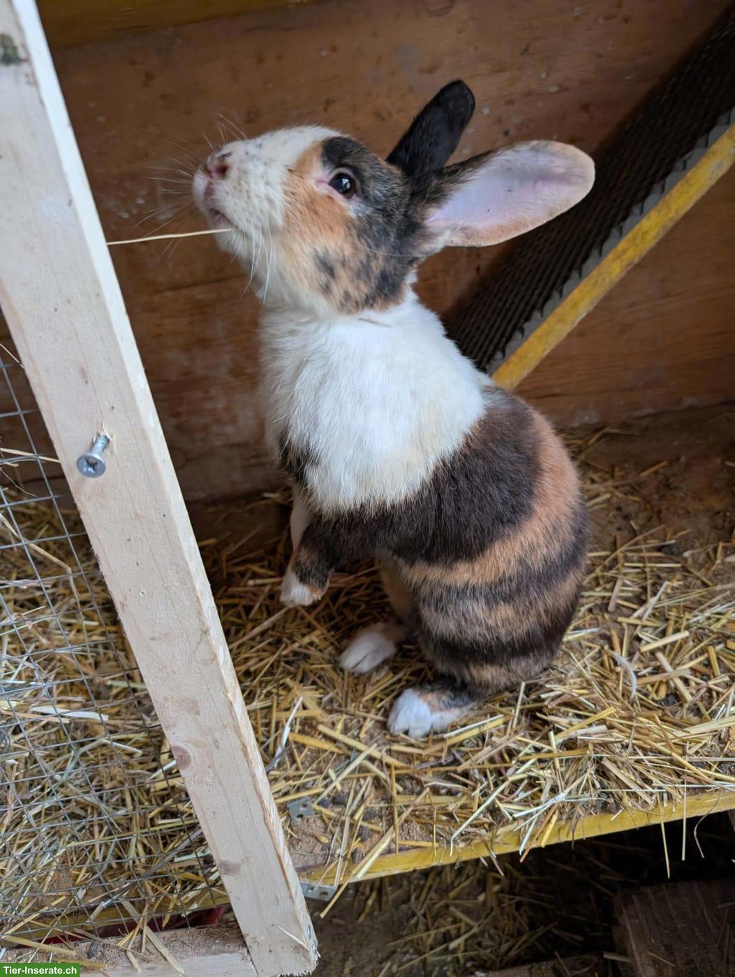 Bild 5: Tolle Kaninchen-Böcke gratis abzugeben