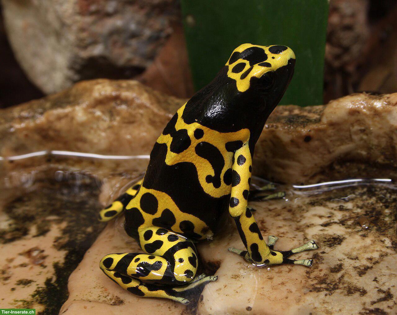 Suche Dendrobates leucomelas