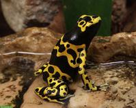 Suche Dendrobates leucomelas