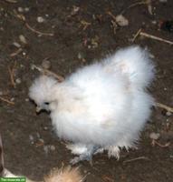 Seidenhuhn, Baby, weiblich