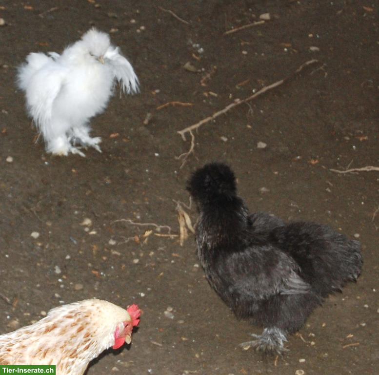 Bild 2: Seidenhuhn, Baby, weiblich