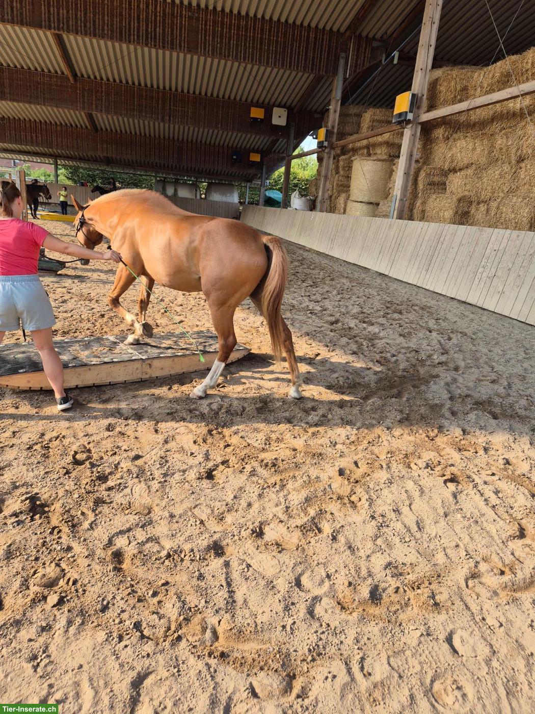Bild 7: Bester Freund und Verlasspferd, 14-jährig