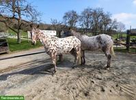 Polopony, super liebe Stute sucht neues Zuhause als Freizeitpferd