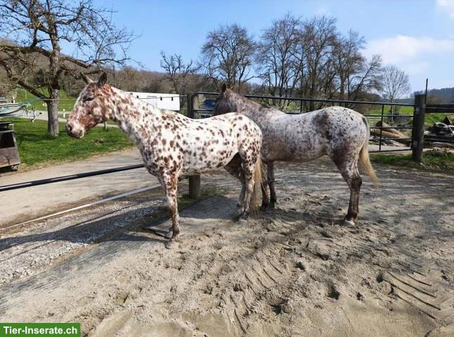 Bild 2: Polopony, super liebe Stute sucht neues Zuhause als Freizeitpferd