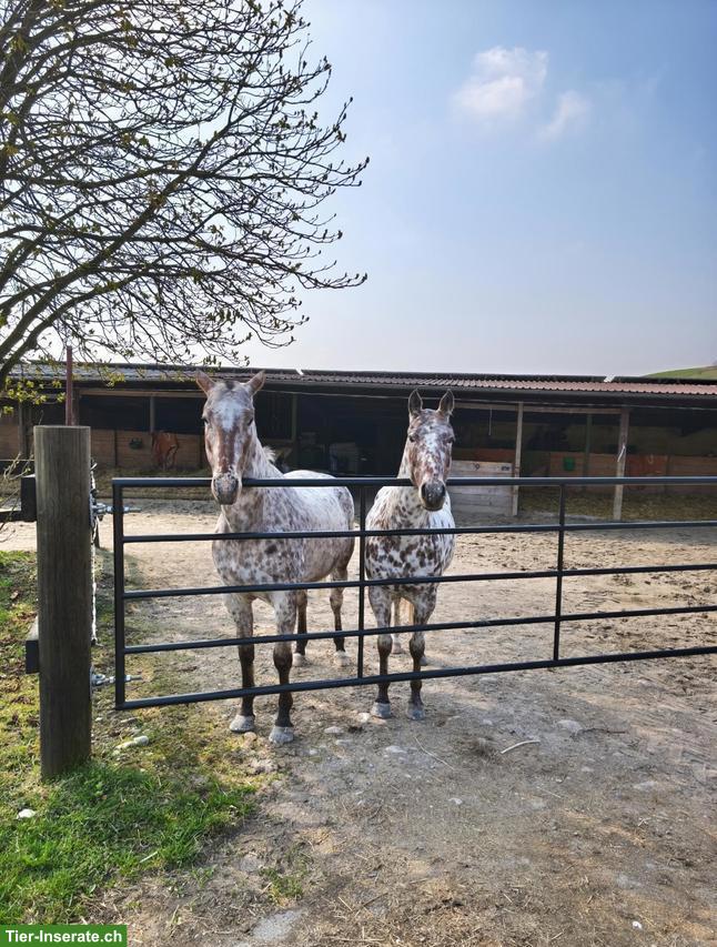Bild 3: Polopony, super liebe Stute sucht neues Zuhause als Freizeitpferd