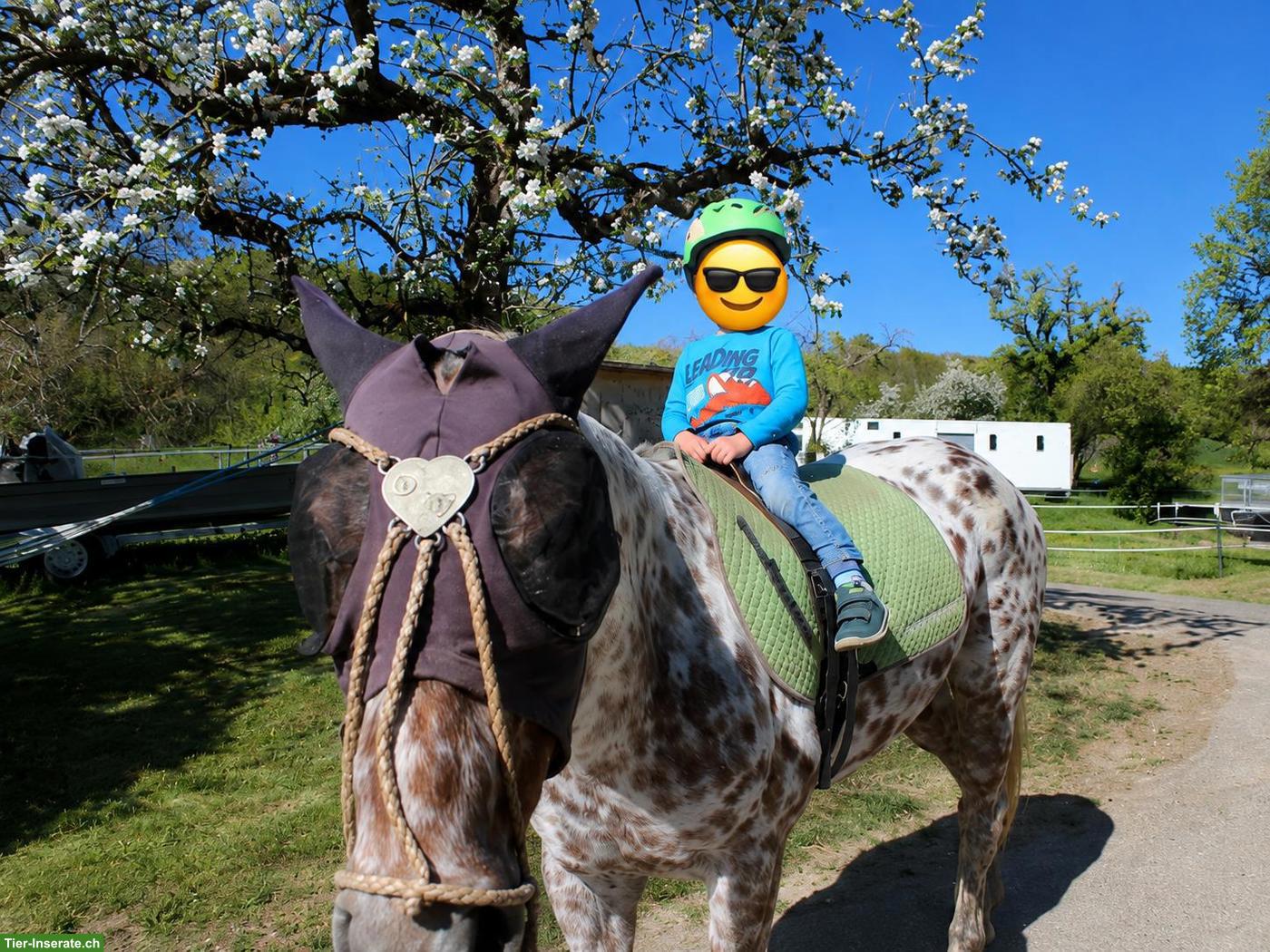Bild 4: Polopony, super liebe Stute sucht neues Zuhause als Freizeitpferd