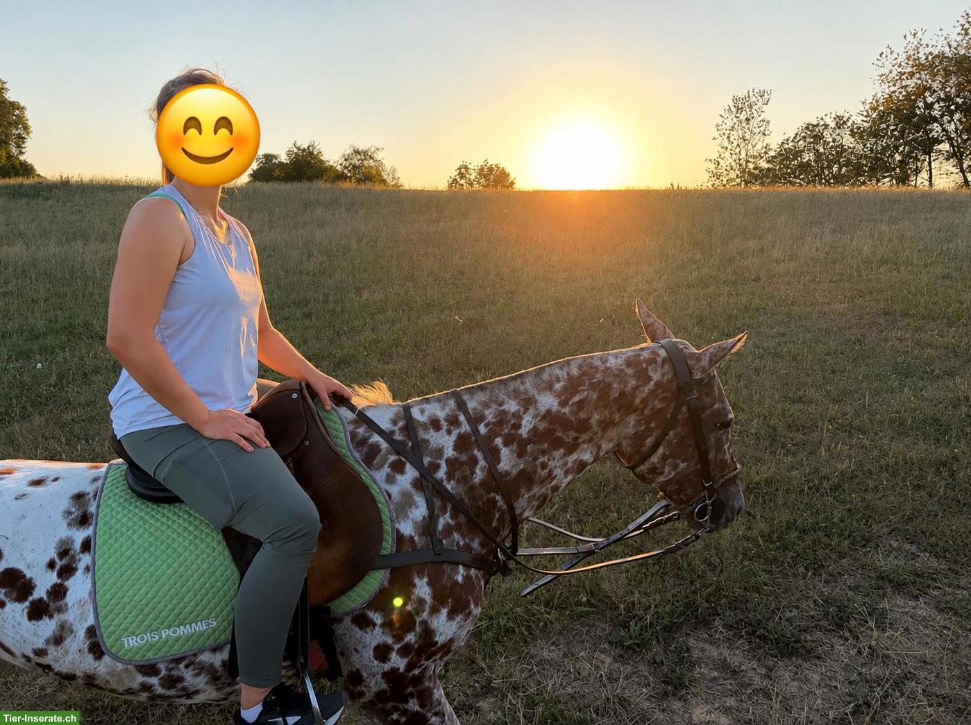 Bild 5: Polopony, super liebe Stute sucht neues Zuhause als Freizeitpferd