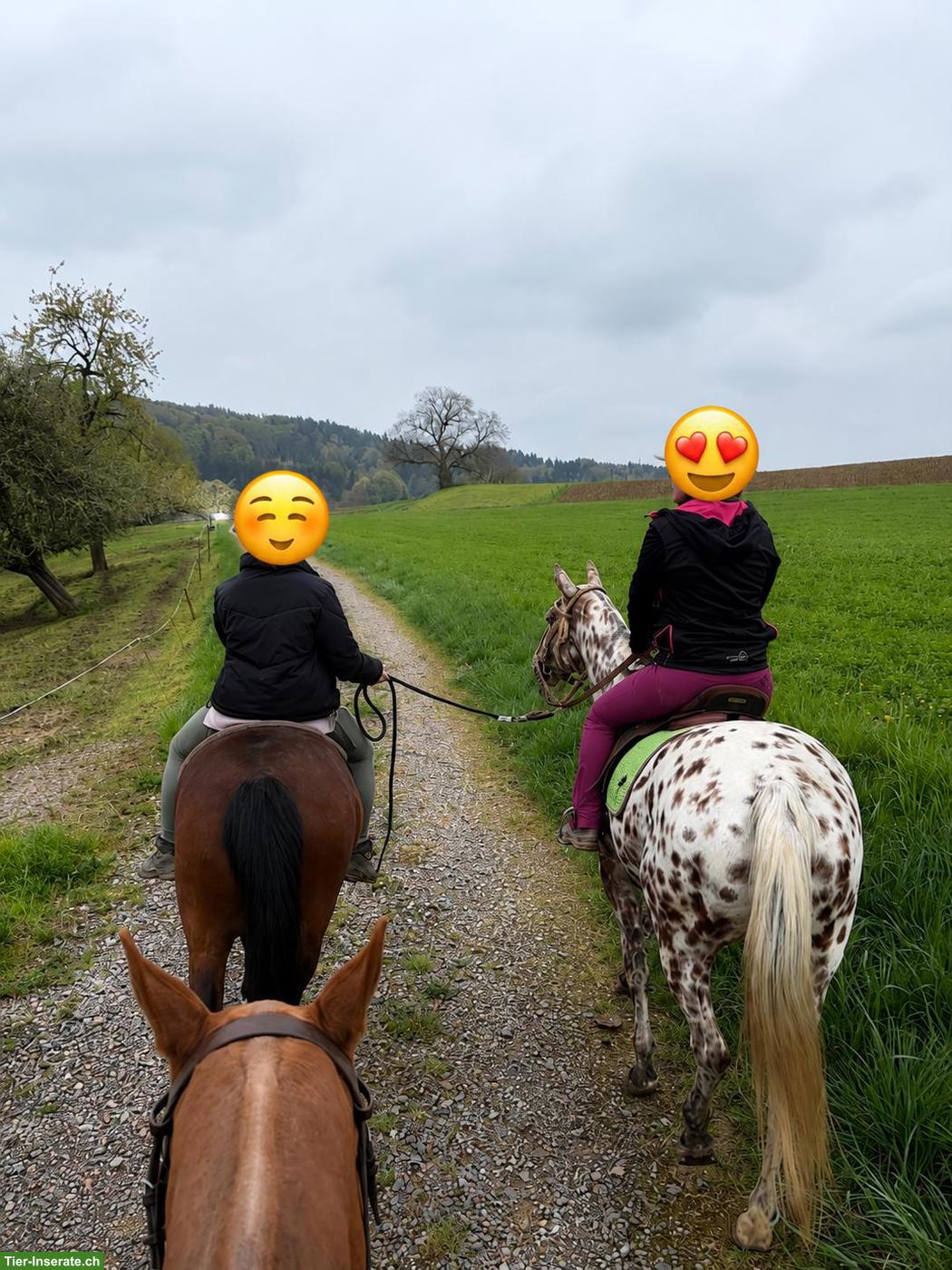 Bild 6: Polopony, super liebe Stute sucht neues Zuhause als Freizeitpferd